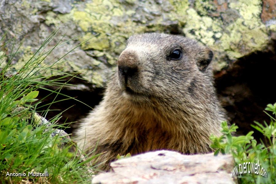 18 Marmotta2.jpg
